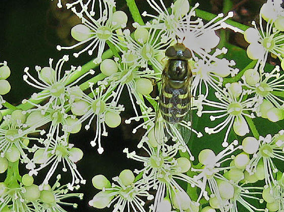 Schwebfliege 1 auf Kletterhortensie
