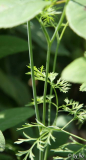 unbekannte Pflanze Blüte
