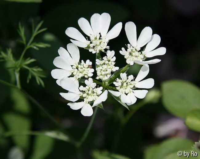 unbekannte Pflanze Blüte