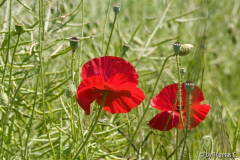 Mohn im Feld 2