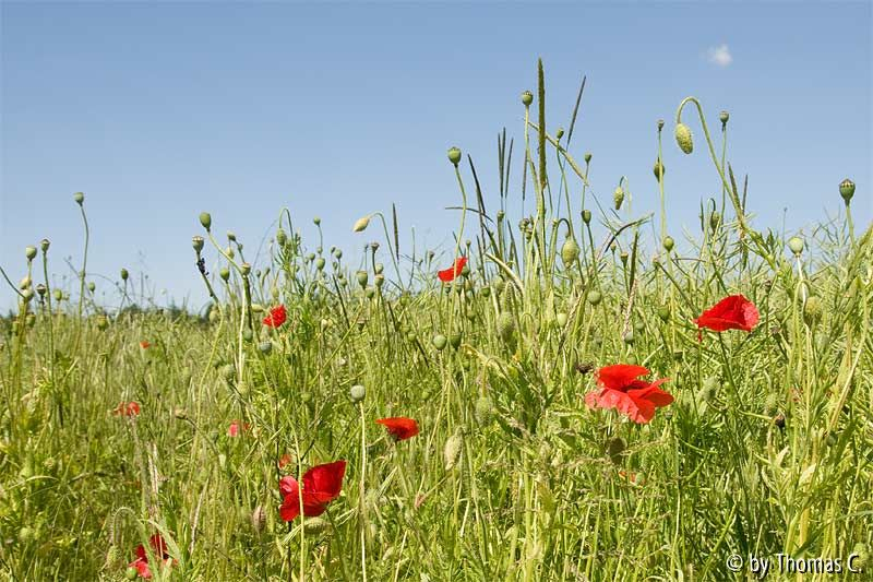Mohn im Feld 1