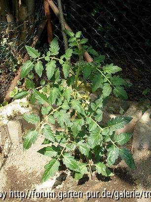 Fleischtomate