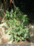 Fleischtomate