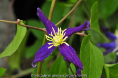 Clematis 'aromatica'