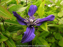 Clematis 'Petit Faucon'