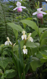 Roscoea cautleoides 'Jeffry Thomas'