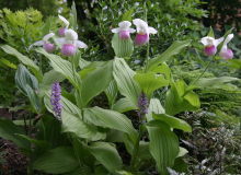 Cypripedium reginae