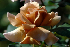 Rosa Julia_s Rose 1 01-06-2009