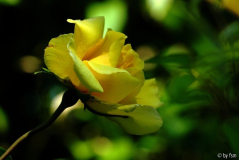 Rosa Frühlingsgold 1 01-06-2009