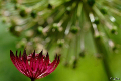  Astrantia 1 01-06-2009