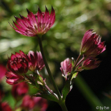Astrantia 2 01-06-2009