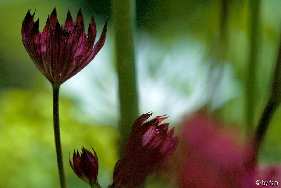Astrantia 2 01-06-2009