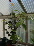 C. granthamiana 02.06.2009