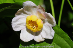Synocalycanthus chinensis 2009
