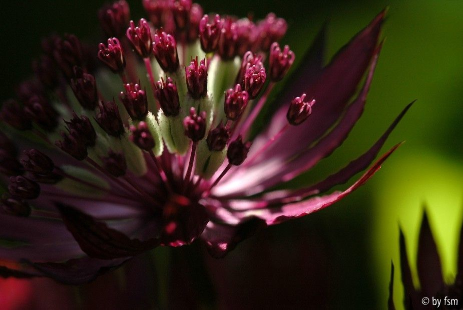 Astrantia 1 02-06-2009