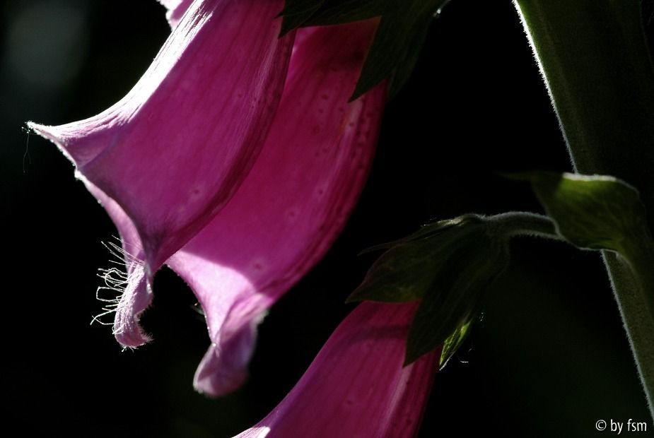 Digitalis 1 02-06-2009