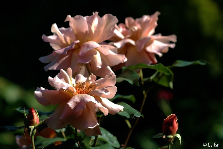Rosa Julia_s Rose 1 02-06-2009