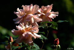 Rosa Julia_s Rose 1 02-06-2009