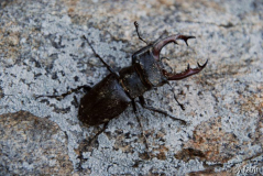 2 2 Hirschkäfer