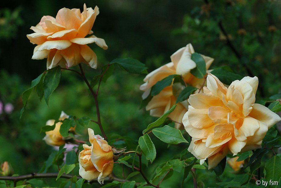 Rosa Crepuscule 1 01-06-2009