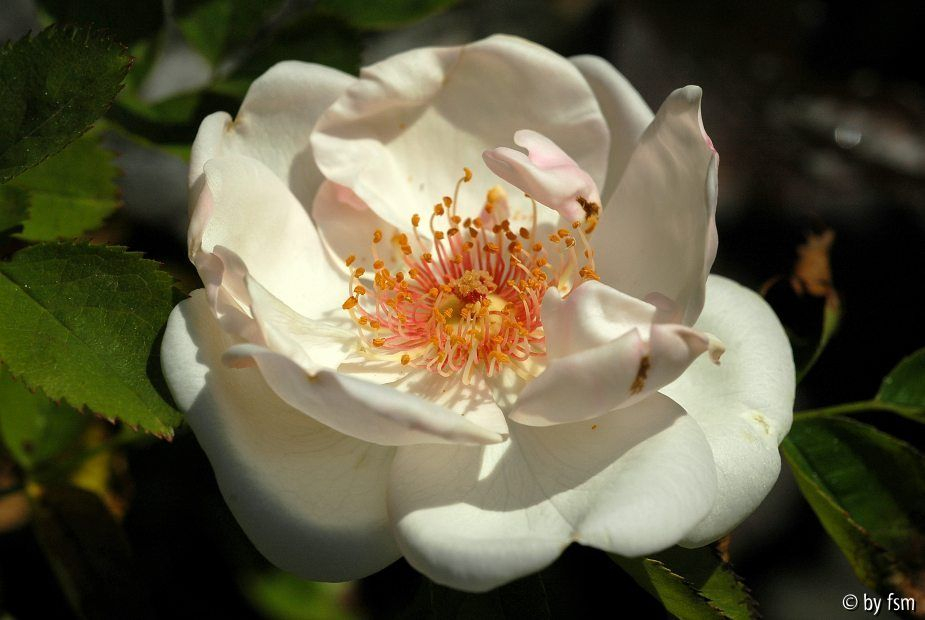 Rosa Jaqueline Du Pre 1 30-05-2009