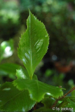 austrieb holly bright