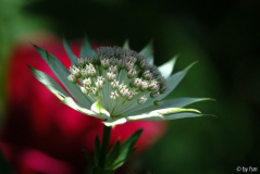 Astrantia 2 02-06-2009