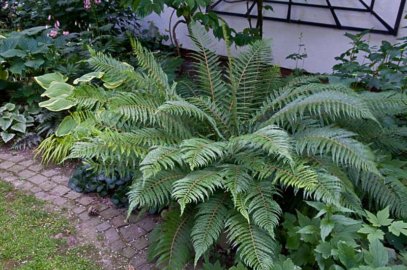 Polystichum pulcherrimum ´Bevis´