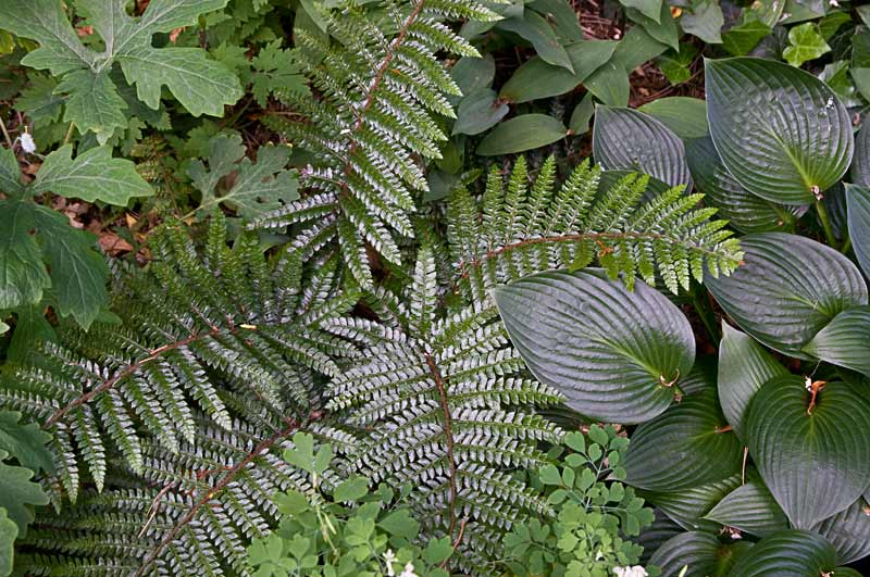 Polystichum polyblepharum - Japanischer Glanzschildfarn
