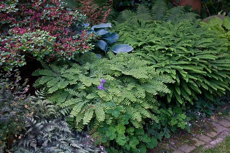 Adiantum