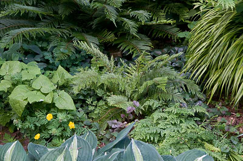 Polystichum ´Green Lace´ mit Begleitung