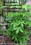 Pflegeklasse I