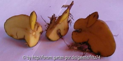 (b)Kartoffelgeburt(/b)