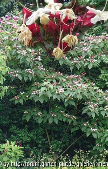 Clerodendron Collage