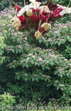 Clerodendron Collage