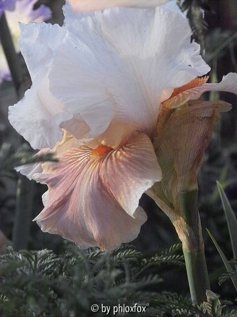 Crème glacée