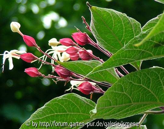 Clerodendron Blatt