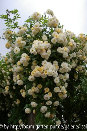 Ghislaine 2008/01
