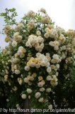 Ghislaine 2008/01