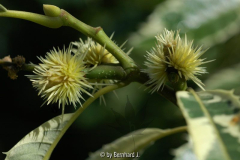  Castanea sativa 'Albomarginata'