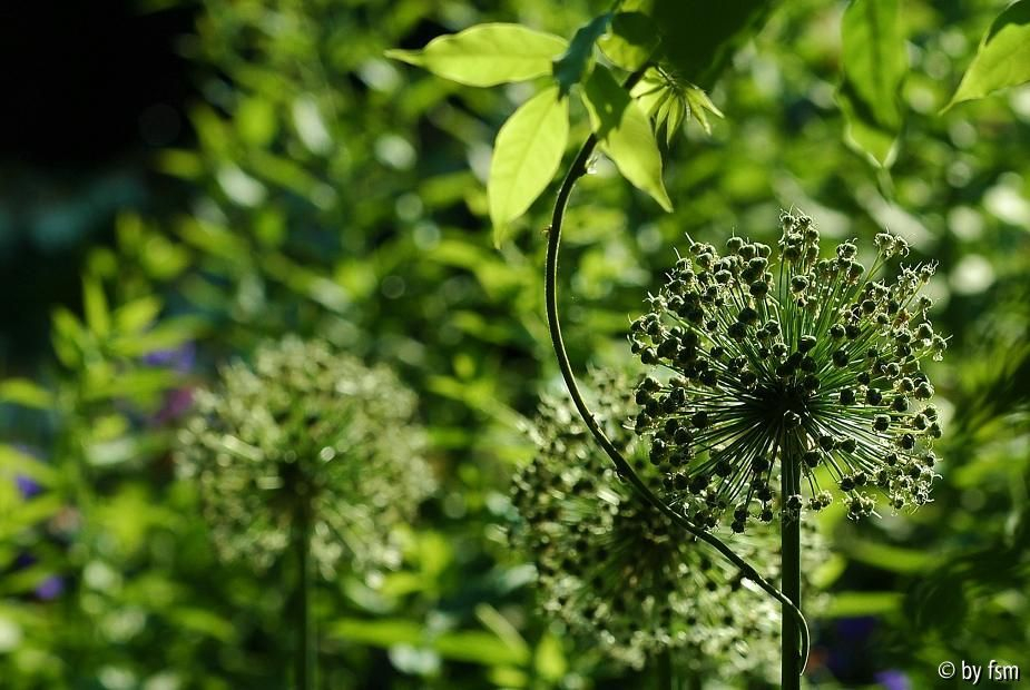 Allium 1 02-06-2009