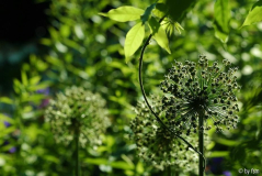 Allium 1 02-06-2009