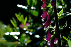 Digitalis 2 02-06-2009
