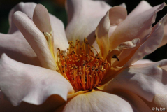 Rosa Julia_s Rose 2 02-06-2009