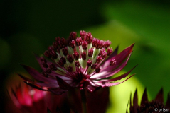 Astrantia 3 02-06-2009