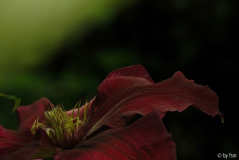 Clematis X 1 02-06-2009