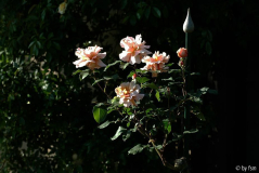Rosa Julia_s Rose 3 02-06-2009