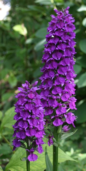 Dactylorhiza x grandis