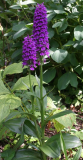 Dactylorhiza x grandis