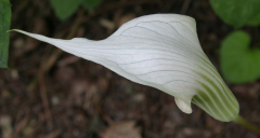 Arisaema candidissimum